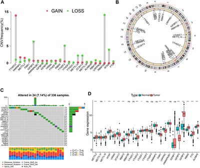 m6A Methylation Patterns and Tumor Microenvironment Infiltration Characterization in Clear-Cell Renal Cell Carcinoma